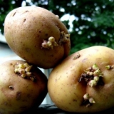 Kako jarovizirati krompir prije sadnje